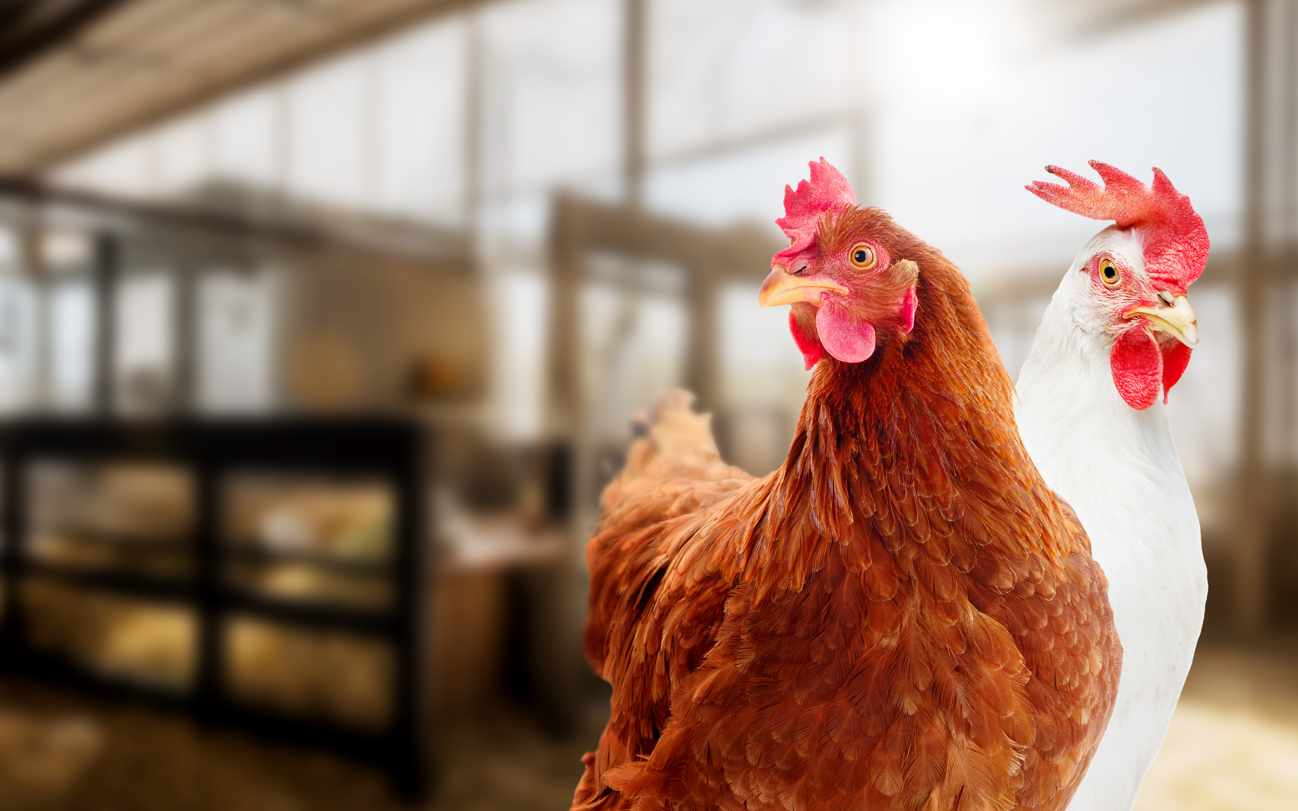 poultry
